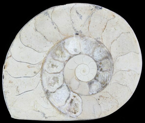 Cut and Polished Lower Jurassic Ammonite - England #62559